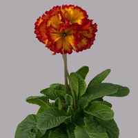 Hohe Schlüsselblume 'Inara® Fire' rot-gelb, Topf-Ø 13 cm, 6er-Set