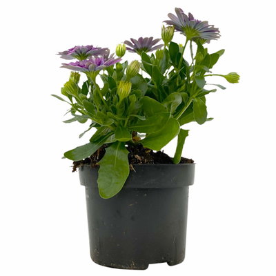 Osteospermum rosa/lila gefüllt, Topf-Ø 12 cm, 6 Stück Osteospermum rosa/lila gefüllt, Topf-Ø 12 cm, 6 Stück