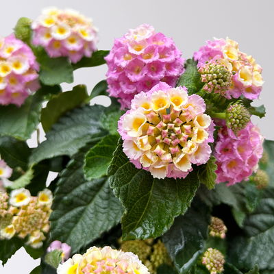 Wandelröschen, rosa, Topf-Ø 12 cm, 3 Pflanzen