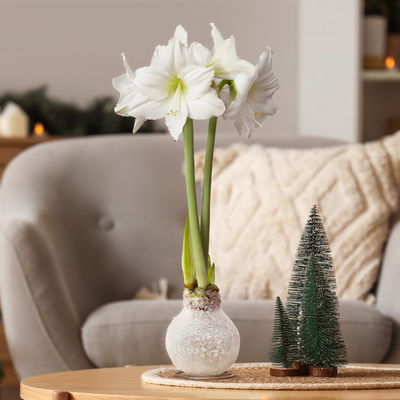 Amaryllis in Wachs XL, Dekor 'Snow White', Blüte weiß