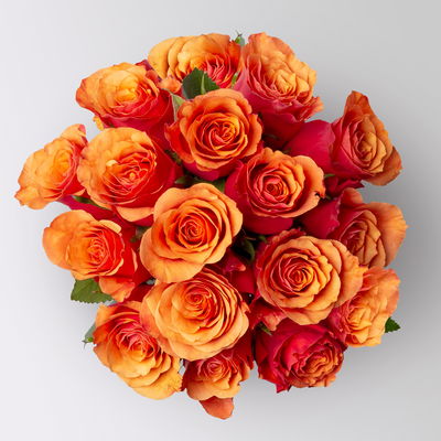 17 orange/rote Rosen 'Espana'