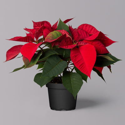 Weihnachtsstern rot, Topf-Ø 12/13 cm, 3er-Set Weihnachtsstern rot, Topf-Ø 12/13 cm, 3er-Set