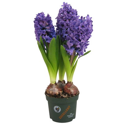 Hyazinthe weiß & blau, vorgetrieben, Topf-Ø 12 cm, 6 Pflanzen