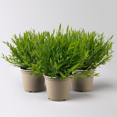 Zimmerbambus, Topf-Ø 12cm, 3 Pflanzen Zimmerbambus, Topf-Ø 12cm, 3 Pflanzen