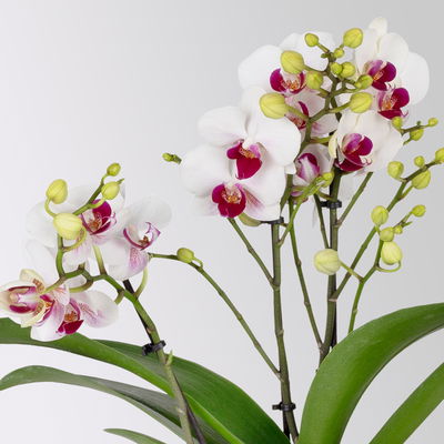 Phalaenopsis weiß, rote Lippe, 2 Rispen, Topf-Ø 12 cm, Höhe ca. 50 cm
