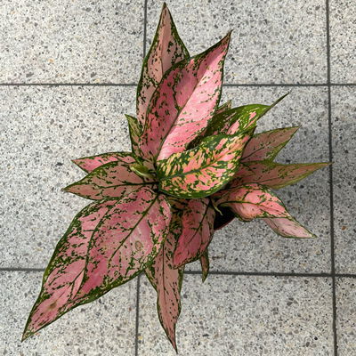 Aglaonema 'Pink', rosa-grün, Topf-Ø 12 cm, 2 Pflanzen