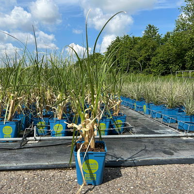 Bio Pampasgras 'Scarlet Wonder', rosa, Topf 5 Liter