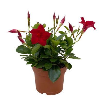 Dipladenie 'Qdeville®', rot, buschartig, Topf-Ø 17 cm, Höhe ca. 40 cm