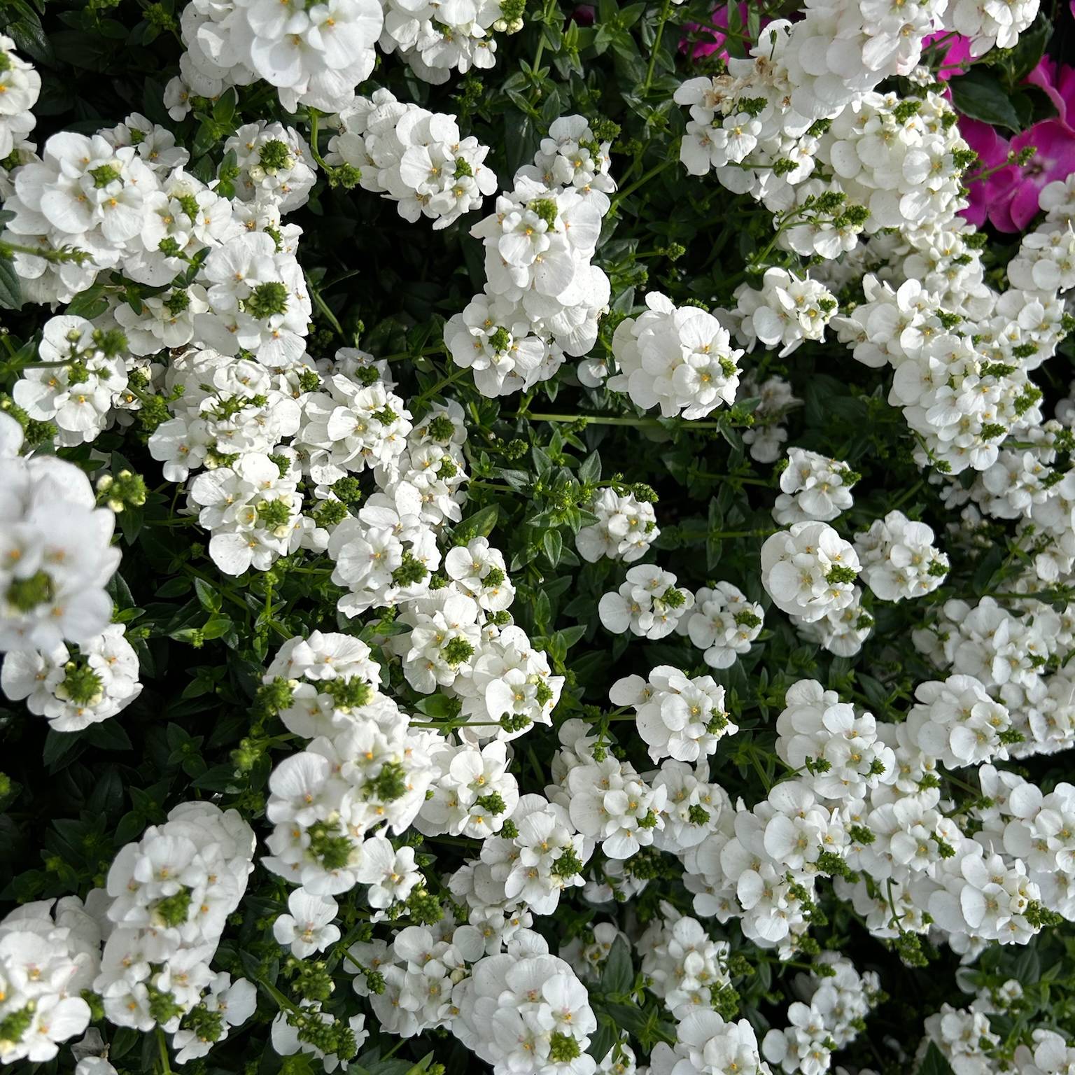 Elfensporn, weiß, Topf-Ø 12 cm, 6 Pflanzen