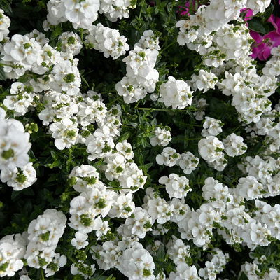 Elfensporn, weiß, Topf-Ø 12 cm, 6 Pflanzen