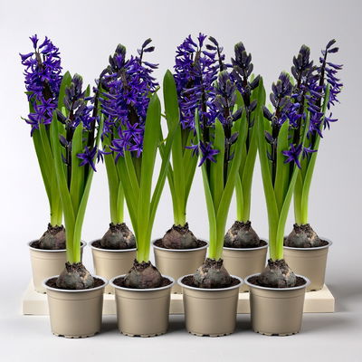 Hyazinthe, blau, vorgetrieben, Topf-Ø 9 cm, 9 Pflanzen Hyazinthe, blau, vorgetrieben, Topf-Ø 9 cm, 9 Pflanzen