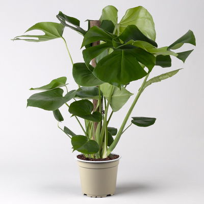 Monstera deliciosa, Topf-Ø 19 cm, am biobasierten Kletterstab, Höhe ca. 80 cm