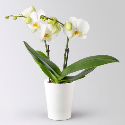 Schmetterlingsorchidee 'Spirit', inkl. Keramiktopf, weiß, Topf-Ø 12 cm