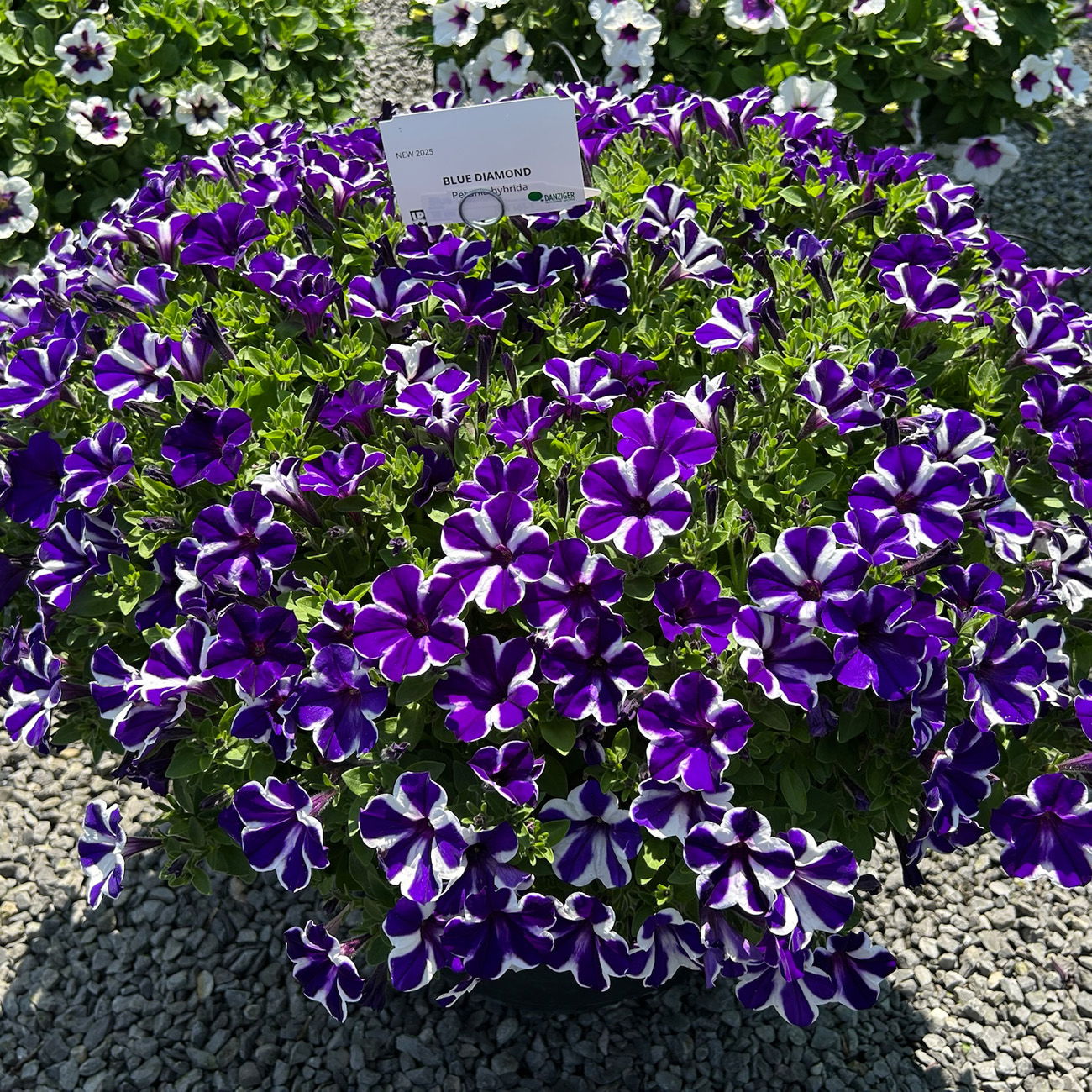 Petunie 'Blue Diamond', lila-weiß, hängend, Topf-Ø 13 cm, 6 Pflanzen
