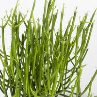 Grünpflanzenkreation 'Sukkulentenfreude', Topf-Ø 12/13 cm, 4 Pflanzen