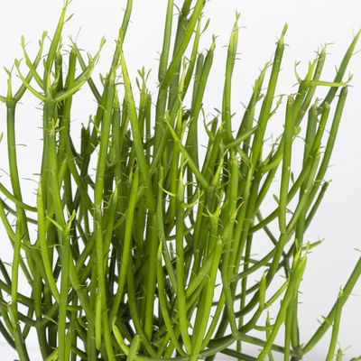 Grünpflanzenkreation 'Sukkulentenfreude', Topf-Ø 12/13 cm, 4 Pflanzen