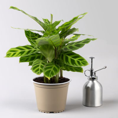 Calathea zebrina, Topf-Ø 14 cm, Höhe ca. 35-45 cm, 2 Pflanzen Calathea zebrina, Topf-Ø 14 cm, Höhe ca. 35-45 cm, 2 Pflanzen