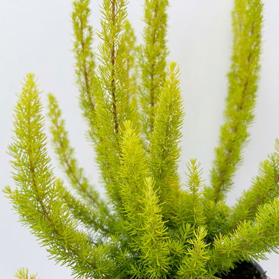 Baumheide, gelblaubig, Topf-Ø 11cm, 6 Pflanzen Baumheide, gelblaubig, Topf-Ø 11cm, 6 Pflanzen