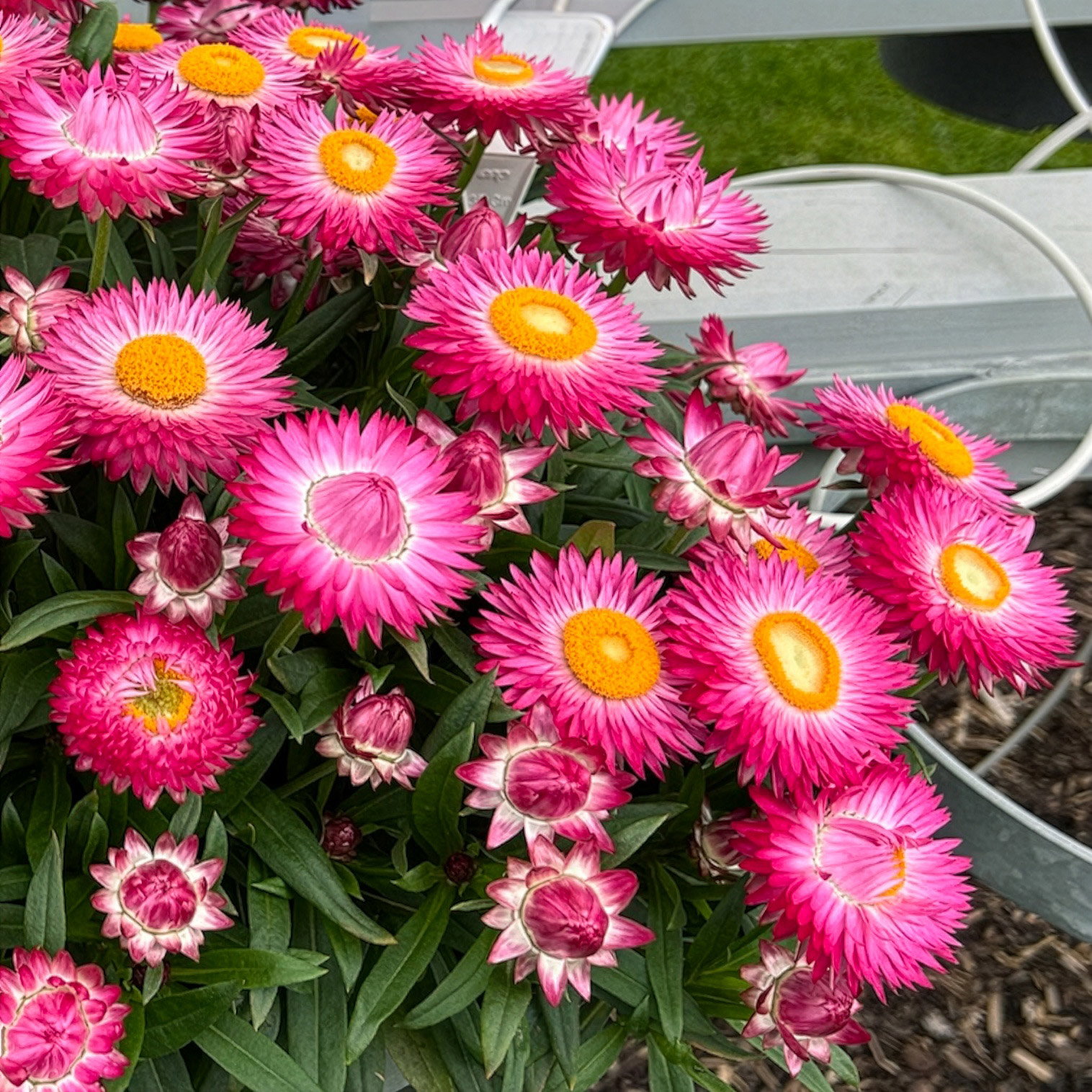 Strohblume, rosa, Topf- Ø 12 cm, 6 Pflanzen