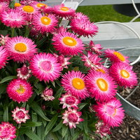 Strohblume, rosa, Topf- Ø 12 cm, 6 Pflanzen