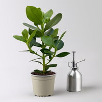 Balsamapfel 'Princess', Topf-Ø 12 cm, 2 Pflanzen, inkl. Keramikübertopf Byron