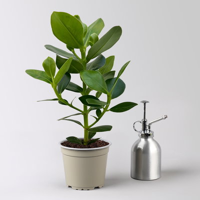 Balsamapfel 'Princess', Topf-Ø 12 cm, 2 Pflanzen, inkl. Keramikübertopf Byron