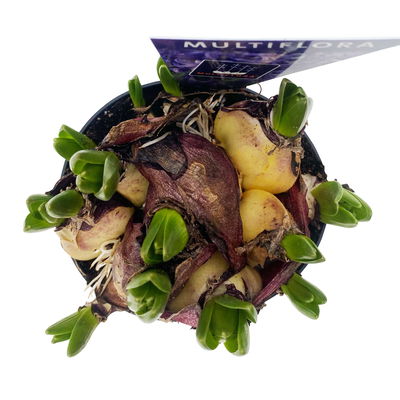 Hyazinthe, weiß, rosa & blau, vorgetrieben, Topf-Ø 14 cm, 3 Pflanzen