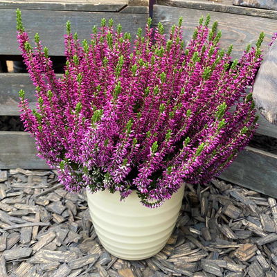 Calluna 'Longlife', lila, Topf-Ø 13 cm, 6 Pflanzen Calluna 'Longlife', lila, Topf-Ø 13 cm, 6 Pflanzen