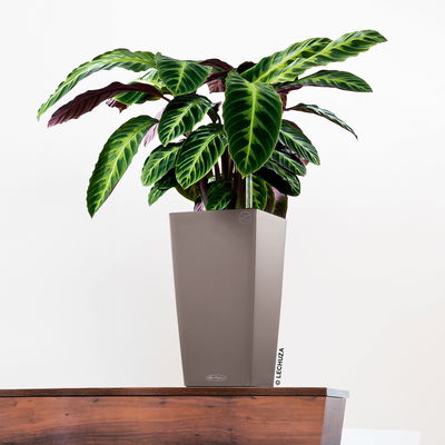 Lechuza 'Cubico Color 22', muskat, ca. 22 x 22 x H 41 cm