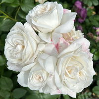 Duftende Beetrose 'Die Rose Ihrer Majestät'® (Beainesza), weiss, Topf 7,5 Liter