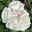 Duftende Beetrose 'Die Rose Ihrer Majestät'® (Beainesza), weiss, Topf 7,5 Liter Duftende Beetrose 'Die Rose Ihrer Majestät'® (Beainesza), weiss, Topf 7,5 Liter