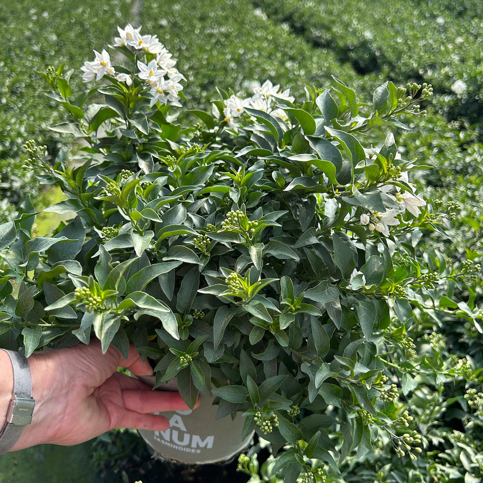 Sommerjasmin, weiß, Busch, Topf-Ø 17 cm, 2 Pflanzen Sommerjasmin, weiß, Busch, Topf-Ø 17 cm, 2 Pflanzen