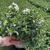 Sommerjasmin, weiß, Busch, Topf-Ø 17 cm, 2 Pflanzen Sommerjasmin, weiß, Busch, Topf-Ø 17 cm, 2 Pflanzen