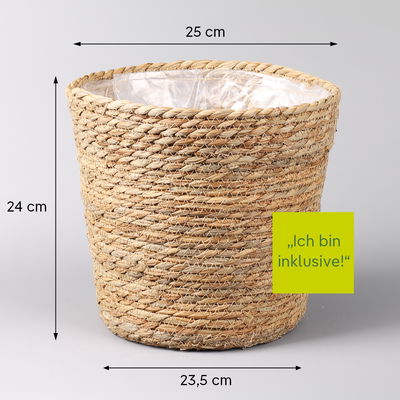 Bananenpflanze 'Dwarf Cavendish' im Korb Osaka, Topf-Ø 21 cm, H: ca. 70-90 cm Bananenpflanze 'Dwarf Cavendish' im Korb Osaka, Topf-Ø 21 cm, H: ca. 70-90 cm