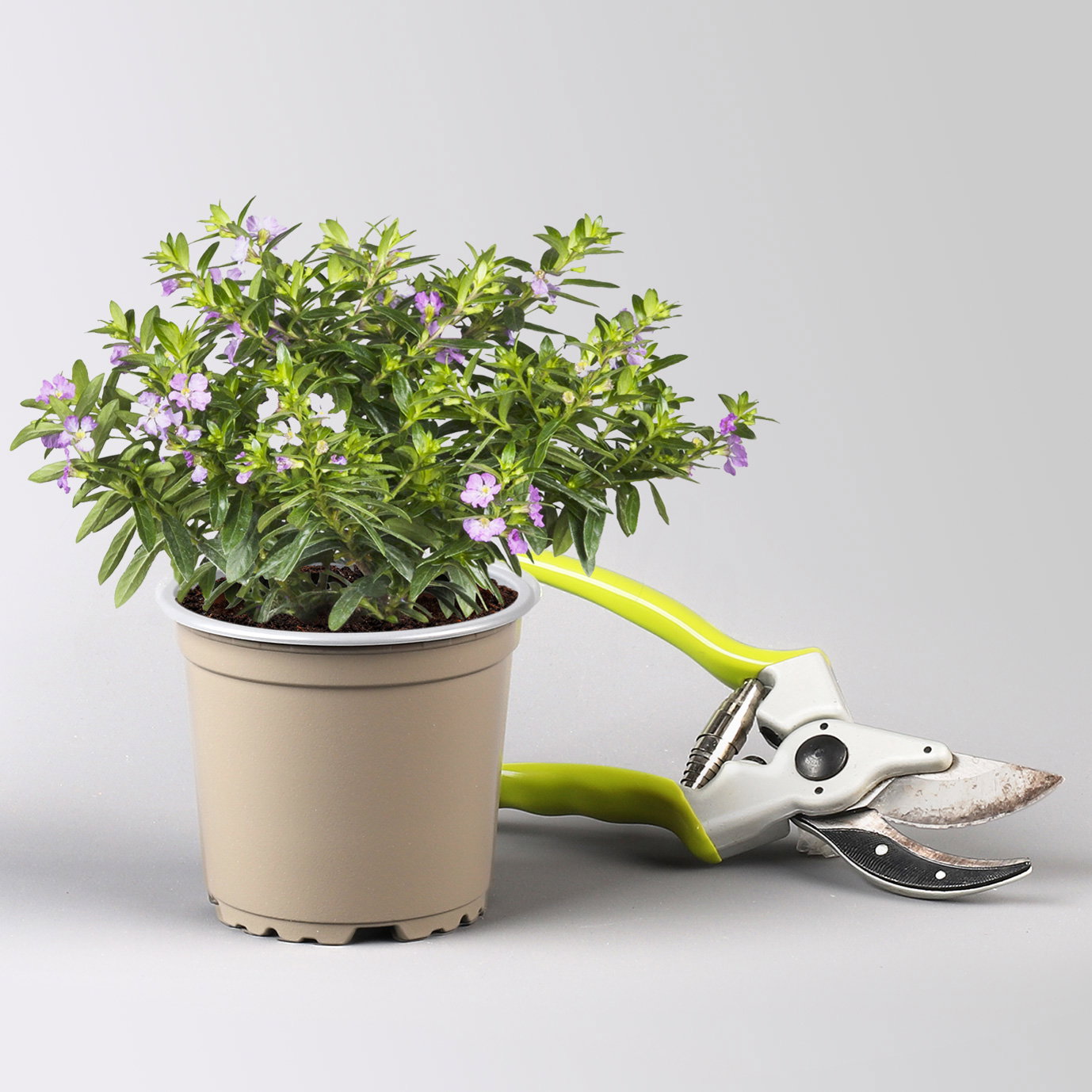 Pflanzenkreation 'Insektenbuffet', lila-gelb-weiß, 12 Pflanzen + Erde + Dünger