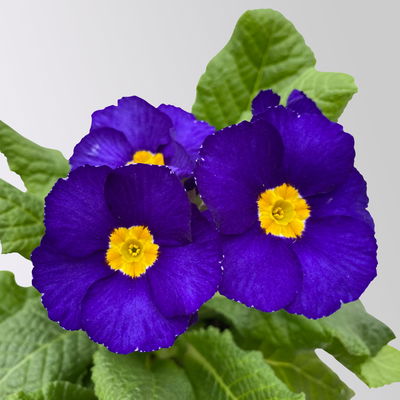 Hohe Schlüsselblume 'Inara® Blue', blau-violett, Topf-Ø 13 cm, 6 Pflanzen Hohe Schlüsselblume 'Inara® Blue', blau-violett, Topf-Ø 13 cm, 6 Pflanzen