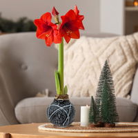 Amaryllis in Wachs, Dekor 'Supreme Mix' nach Verfügbarkeit, Blüte rot