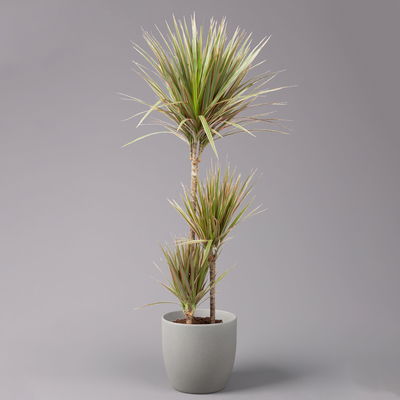 Gerandeter Drachenbaum 'Bicolor', Topf-Ø 21 cm, Höhe ca. 110 cm