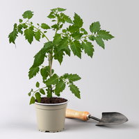 Bio Wildtomate 'Golden Currant', Topf-Ø 12 cm, 3 Pflanzen