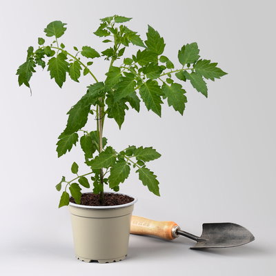 Bio Wildtomate 'Golden Currant', Topf-Ø 12 cm, 3 Pflanzen