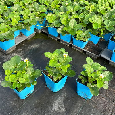 Bio Aroma-Erdbeere (Hummi® Meraldo), öftertragend, Topf 11x11 cm, 3 Pflanzen Bio Aroma-Erdbeere (Hummi® Meraldo), öftertragend, Topf 11x11 cm, 3 Pflanzen