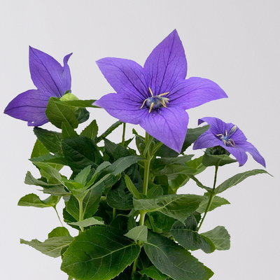 Ballonblume, blau, Topf-Ø 12 cm, 6er-Set Ballonblume, blau, Topf-Ø 12 cm, 6er-Set