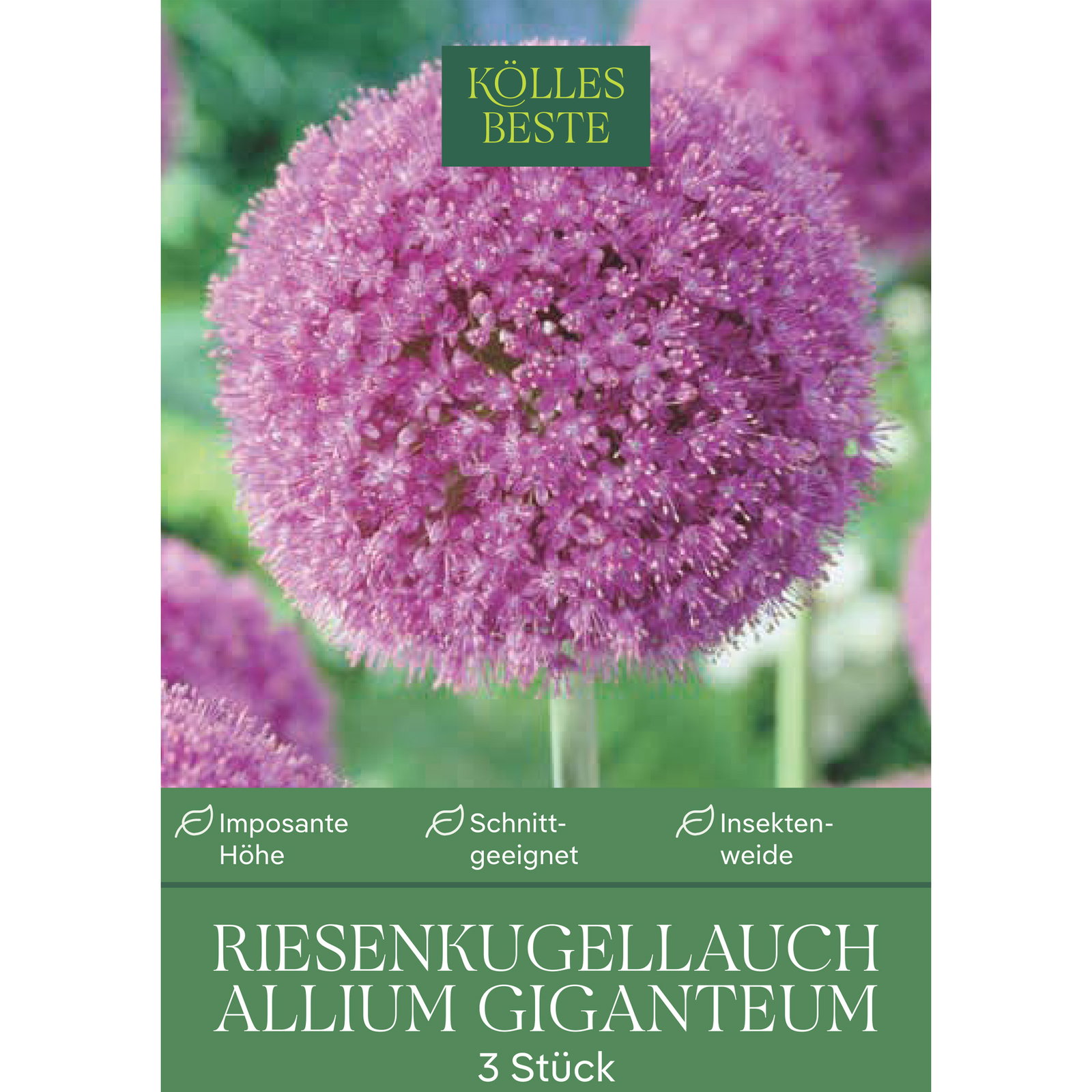 Allium Giganteum (Riesenkugellauch) lila, 3 Blumenzwiebeln