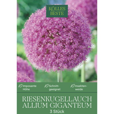 Allium Giganteum (Riesenkugellauch) lila, 3 Blumenzwiebeln