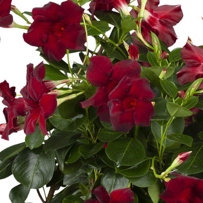 Dipladenie dunkelrot, Pyramide, Topf-Ø 14 cm, Höhe ca. 50 cm, 2 Pflanzen