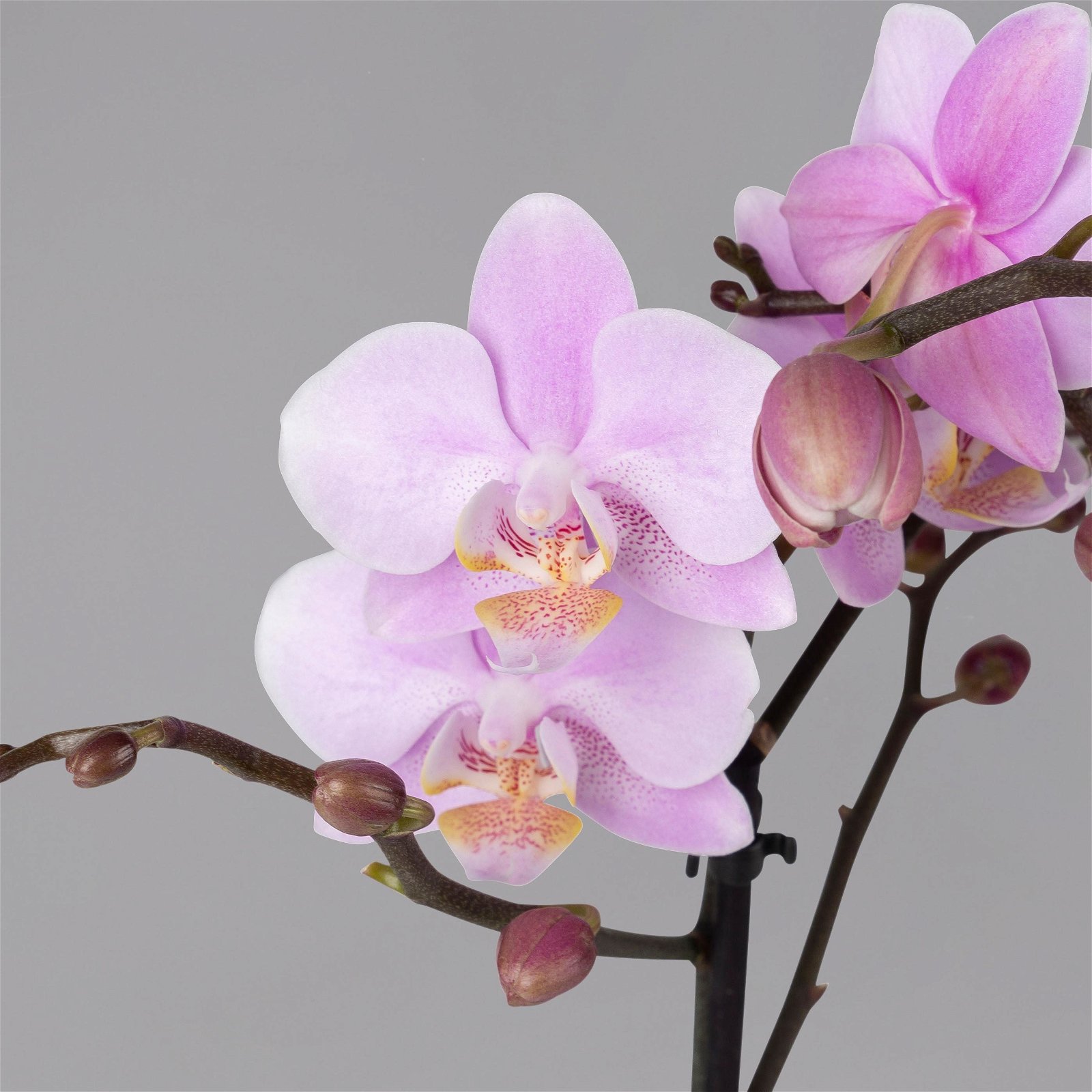 Schmetterlingsorchidee, inkl. Keramiktopf, hellrosa, Topf-Ø 12 cm, Höhe ca. 50cm