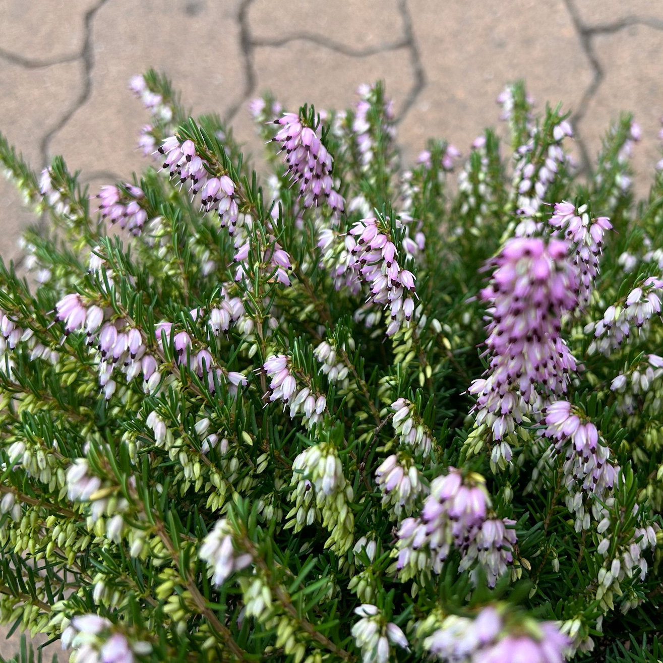 Winterheide, rosa, Topf-Ø 13 cm, 6 Pflanzen