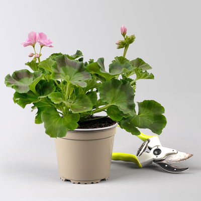 Geranie hellrosa, stehend, Topf-Ø 13 cm, 6 Pflanzen