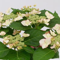 Hortensie macrophylla Hovaria® 'Love You Kiss'  rosa-rot, Topf-Ø 14 cm