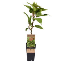 Männliche Kiwi 'Atlas', Topf 2 Liter, 2er-Set Männliche Kiwi 'Atlas', Topf 2 Liter, 2er-Set